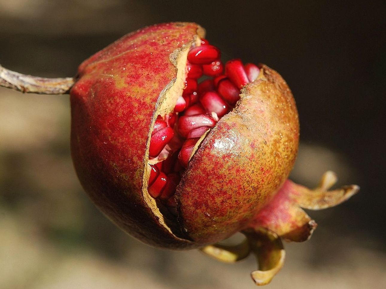 Fruta fresca
