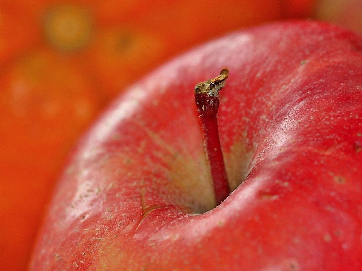 Fresas orgánicas en cajas biodegradables