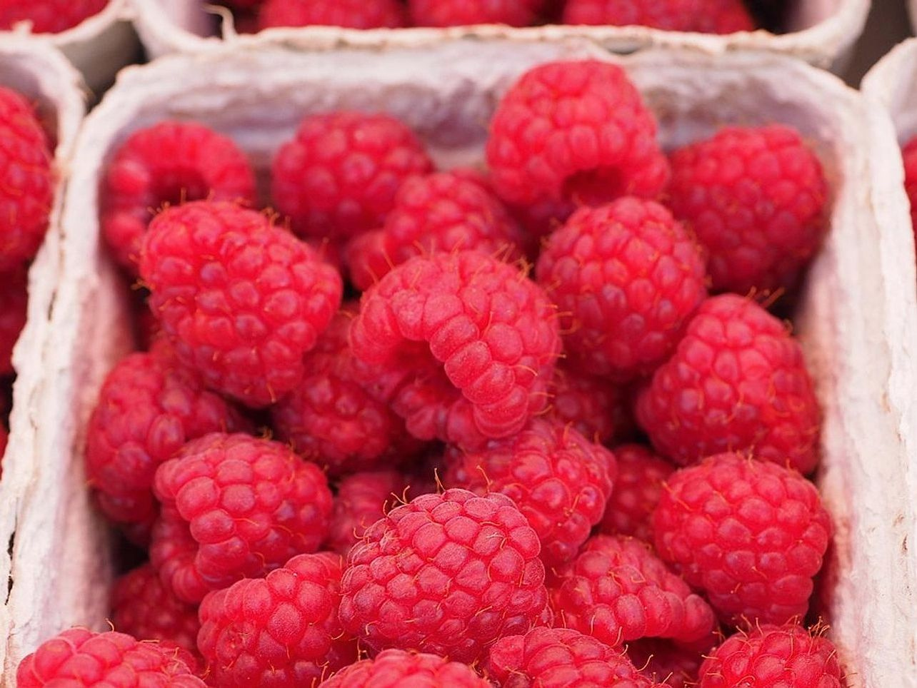 Moras silvestres congeladas parcialmente